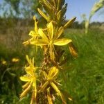 Asphodeline lutea flower picture by Trizio (cc-by-sa)