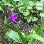 Bletilla striata flower picture by koichi kishimoto (cc-by-sa)