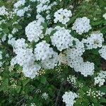 Spiraea trilobata flower picture by Kathryn Donnelly (cc-by-sa)