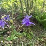 Aquilegia pyrenaica habit picture by Marie-Claude Deboin (cc-by-sa)