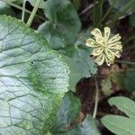 Caltha palustris fruit picture by beurny (cc-by-sa)