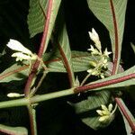 Hoffmannia arborescens flower picture by Nelson Zamora Villalobos (cc-by-nc)