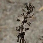 Melampyrum pratense fruit picture by Alexander Baransky (cc-by-sa)