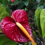 Anthurium andraeanum flower picture by ailin grad (cc-by-sa)