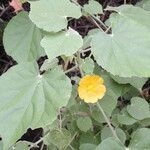 Abutilon indicum leaf picture by Maarten Vanhove (cc-by-sa)