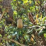 Banksia serrata flower picture by Danielle Stig (cc-by-sa)