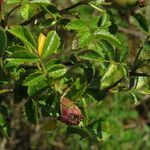 Rosa micrantha fruit picture by claire Felloni (cc-by-sa)