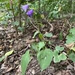 Campanula rapunculoides habit picture by Krampl Tomáš (cc-by-sa)