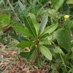 Dodonaea viscosa leaf picture by Claudinei Gonçalves (cc-by-sa)