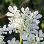 Daucus muricatus flower picture by Monteiro Henrique (cc-by-sa)