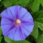 Ipomoea purpurea fruit picture by Bracikowski (cc-by-sa)