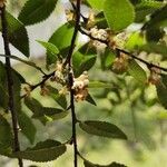 Ulmus parvifolia flower picture by Chris Griggs (cc-by-sa)