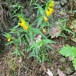 Melampyrum sylvaticum habit picture by Gilles Istin (cc-by-sa)