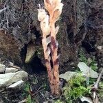 Monotropa hypopitys fruit picture by basia gajda (cc-by-sa)