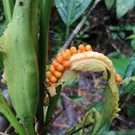 Dieffenbachia nitidipetiolata fruit picture by Nicolás Botero Henao (cc-by-sa)