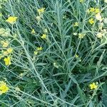 Diplotaxis tenuifolia habit picture by Fabrice Rubio (cc-by-sa)