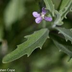 Matthiola parviflora leaf picture by Stephen Cope (cc-by-sa)