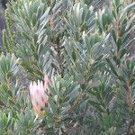 Protea repens leaf picture by Maarten Vanhove (cc-by-sa)