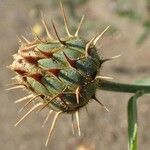 Centaurea collina habit picture by Yoan MARTIN (cc-by-sa)