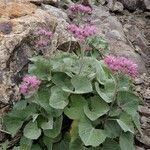 Adenostyles leucophylla habit picture by Gabriel Ollivier (cc-by-sa)