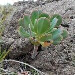 Aeonium arboreum habit picture by Kim P. (cc-by-sa)