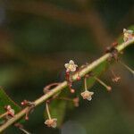 Phyllanthus phillyreifolius flower picture by E. Mouysset (cc-by-sa)