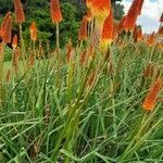 Kniphofia uvaria habit picture by Trap Hers (cc-by-sa)