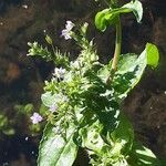 Veronica anagallis-aquatica flower picture by Radoslav Marinkovic (cc-by-sa)