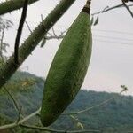 Ceiba pentandra fruit picture by Julien Champ (cc-by-sa)