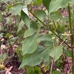 Bidens alba leaf picture by RIVER STONE (cc-by-sa)