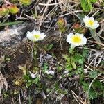 Ranunculus alpestris habit picture by Greif Stefan (cc-by-sa)