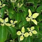 Cornus capitata flower picture by sharon rogers (cc-by-sa)