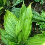 Calanthe triplicata leaf picture by Pierre Bonnet (cc-by-sa)