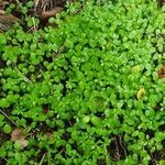 Callitriche stagnalis habit picture by Karsten Hoffmeyer (cc-by-sa)