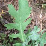 Glaucium corniculatum leaf picture by Шамхалов Магомед (cc-by-sa)