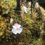 Utricularia alpina flower picture by Krystal Wade (cc-by-sa)