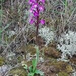 Orchis quadripunctata flower picture by Jo Maas (cc-by-sa)