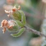 Androsace villosa fruit picture by Yoan MARTIN (cc-by-sa)