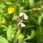 Silene gallica habit picture by Roberto Dessì (cc-by-sa)