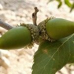 Quercus brantii fruit picture by M. Hedayat (cc-by-sa)