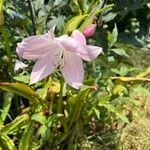 Crinum moorei flower picture by González Rodríguez Juan Carlos (cc-by-sa)