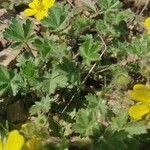 Potentilla brauneana leaf picture by evelyn rufeger (cc-by-sa)