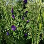 Echium plantagineum habit picture by Malinverno Mario (cc-by-sa)