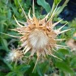 Silybum marianum fruit picture by Manuel Barón (cc-by-sa)