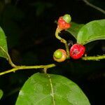 Ocotea cernua fruit picture by Nelson Zamora Villalobos (cc-by-nc)