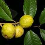 Eugenia lithosperma fruit picture by Nelson Zamora Villalobos (cc-by-nc)