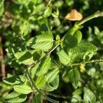 Salvia microphylla leaf picture by Jacques Zuber (cc-by-sa)