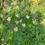 Chaerophyllum bulbosum flower picture by Ewald Moser (cc-by-sa)