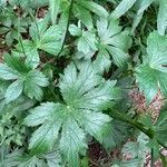 Astrantia major leaf picture by Estaun Esperanza (cc-by-sa)