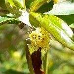 Terminalia australis flower picture by Trap Hers (cc-by-sa)